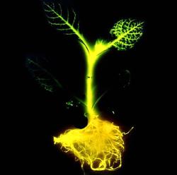 Svítící rostliny lze připravit také genetickými manipulacemi. Jejich svit není tak intenzívní, zato dostávají do vínku schopnost svítit doživotně. Na snímku je světélkující tabák z dílny Keith Wood/ DeLuca lab. Kredit: Iowa State University.