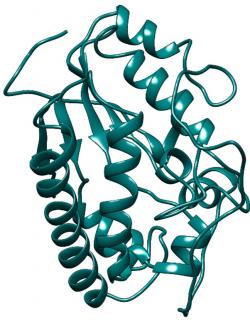 Klotho protein KL1 doména. (Kredit: Shaher Bano Mirza, 2016, Massachusetts Institute of Technology)