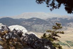 Parnassos (2457 m) a řecká horská jedle od dubu nad Kóryckou jeskyní. Kredit: Zde, Wikimedia Commons. Licence CC 4.0.