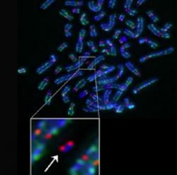 Chromozomy ve fluorescenčním mikroskopu. Červené tečky jsou barvičkou označené centromery. (Kredit: University od Edinburgh, Earnshaw lab.)