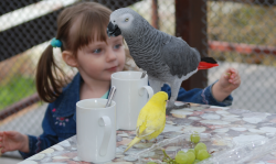 Papoušek šedý – žako (Psittacus erithacus) patří mezi nejoblíbenější papoušky. Netuším proč. (Kredit:: autor článku)