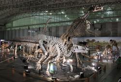 Kostra šantungosaura v popředí výstavy čínských dinosaurů Dino Kingdom v roce 2012. Tento ptakopánvý gigant se velikostí blížil středně velkým sauropodům. Kredit: Laika ac, Wikipedie