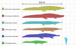 Porovnání velikosti největšího známého jedince krokodýla mořského (zelená silueta) s obřími vyhynulými krokodýlovitými plazy. Deinosuchus patřil nepochybně k těm největším. Kredit: Smokeybjb; Wikipedia (CC BY-SA 3.0)