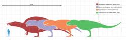 Velikostní srovnání čtyř největších známých teropodů, z hlediska délky je T. rex mezi nimi až na posledním místě. Úplně jiná je ale otázka hmotnosti, v níž by mohl mít severoamerický teropod dokonce mírně „navrch“. Kredit: Matt Martyniuk, Wikipedie (CC BY-SA 3.0)
