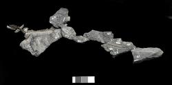 Fosilie zahrnující ocasní část páteře a některé další části kostry menšího ornitopodního dinosaura z raně křídové „polární“ Austrálie (resp. Gondwany). Dříve se předpokládalo, že tato neobvykle dlouhá kaudální část páteře ze sedimentů geologického souvrství Eumeralla patřila právě druhu L. amicagraphica, není to ale jisté. Kredit: Museums Victoria; Wikipedia (CC BY 4.0)