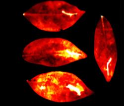 Ultraslabé zářenín listů šeflery dlanitolisté. Kredit: Salari et al. (2025), Journal of Physical Chemistry Letters. Ultraslabé zářenín listů šeflery dlanitolisté. Kredit: Salari et al. (2025), Journal of Physical Chemistry Letters.