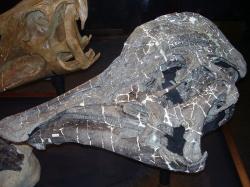 Lebka holotypu druhu H. stebingeri v Museum of the Rockies, Bozeman (Montana). Tento nový druh rodu Hypacrosaurus byl vědecky popsán v roce 1994, tedy 81 let po formálním popisu prvního známého druhu H. altispinus. Kredit: Vlastní snímek, převzato z Wikipedie