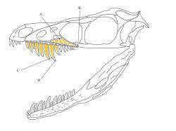 Lebka malého teropodního dinosaura druhu Sinornithosaurus millenii měla dentici a čelisti poněkud podobné čelistem jedovatých hadů. Někteří paleontologové se proto domnívají, že tento teropod mohl být rovněž vybaven jedem. Přesvědčivý důkaz ale zatím chybí. Kredit: Sebastian Josephus Odenbacker; Wikipedie (CC BY-SA 4.0)