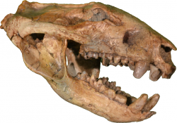 Rekonstruovaná lebka dospělce druhu D. vorax. Mohutné a odolné zuby svědčí o tom, že tento savec se nevyhýbal ani velmi tvrdé potravě v podobě lastur, ulit nebo kostí menších obratlovců. Možná ve světě tyranosaurů plnil roli jakési „zdravotní policie“, aktivně odklízející tlející mršiny. Kredit: MCDinosaurhunter, Wikipedie (CC BY-SA 3.0)