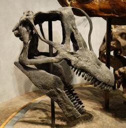 Lebka brachiosaura, která byla oproti ohromnému tělu relativně malá. Právě proto se dříve někteří vědci domnívali, že tito obří sauropodi museli ve velkém polykat trávicí kameny (gastrolity), které pomáhaly s mechanickým zpracováním potravy v žaludku nebo jiných částech trávicí soustavy. Novější výzkumy však ukazují, že gastrolitů nejspíš nebylo třeba. Brachiosauři dokázali bez větších obtíží pozřít a metabolicky zpracovat asi 200 až 400 kilogramů vegetace denně. Na snímku rekonstrukce slavného exempláře lebky z Felchova lomu, její délka činí 81 cm. Kredit: Etemenanki3; Wikipedie (CC BY-SA 4.0)