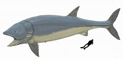 Velikost ryby Leedsichtys problematicus ve srovnání s lidským potápěčem. Tento jedinec má délku 12 metrů, ti nejmohutnější však mohli být možná až o třetinu větší. Kredit: Dmitroj Bogdanov, Wikipedie