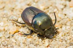 Vzácný lejnožrout Onthophagus illyricus se na Kosteliskách objevil už po necelých dvou měsících od zahájení pastvy uherského stepního skotu. Foto: Jan Miklín