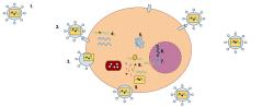 Retrovirus má membránu obsahující glykoproteiny, které se mohou vázat na receptorový protein hostitelské buňky. Uvnitř buňky se nacházejí dvě vlákna RNA obsahující tři enzymy: proteázu, reverzní transkriptázu a integrázu. Prvním krokem replikace je vazba glykoproteinu na (2). Po navázání na receptorový protein hostitelské buňky se membrána rozloží, vlákna RNA a enzymy se dostanou do buňky. Zde reverzní transkriptáza vytvoří z retrovirové RNA komplementární vlákno DNA (cDNA)a RNA se rozloží.  Poté se cDNA replikuje, obě vlákna vytvoří slabou vazbu a přejdou do jádra, kde je enzym integráza včlení do DNA hostitele. Zde může retrovirová DNA zůstat neaktivní, nebo se z ní může syntetizovat mRNA jako kód k vytvoření proteinů pro nový retrovirus. K přepisu mRNA viru do sekvencí aminokyselin slouží ribozomy. Endoplasmatické retikulum syntetizuje výsledné proteiny. V tomto kroku se také vytvoří virové enzymy a kapsidové proteiny. Ty se pak seskupí spolu s virovou RNA a odštípnou se z buněčné membrány jako nový retrovirus. Kredit: Mrdavis21, Wikimedia, CC-BY 3.0