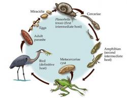 Životní cyklus Ribeiroi ondatrae. Kredit: Science Art http://www.science-art.com/image/?id=3561&search=1