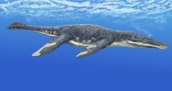 Liopleurodon byl velký mořský predátor, dosahující přibližně délky dodávky a hmotnosti nosorožce. Ve svých jurských vodních ekosystémech patřil nepochybně k dominantním predátorům. Kredit: DiBgd; Wikipedia (CC BY-SA 4.0)