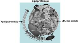 Lipoproteín(a) pozostáva z LDL podobnej (LDL-like) častice, na ktorú je kovalentne naviazaný apolipoproteín (a). Kredit: Børge G. Nordestgaard, et al., EHJ 2010, CC BY-NC 2.5