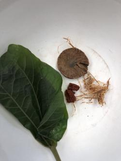Složky betelového „sousta“: List pepřovníku betelového, ořech palmy arekové, pasta drceného vápence ev. lastur, tabák a vlákna palmové kůry. Zdroj: Piyawit Moonkham. Složky betelového „sousta“: List pepřovníku betelového, ořech palmy arekové, pasta drceného vápence ev. lastur, tabák a vlákna palmové kůry. Zdroj: Piyawit Moonkham.