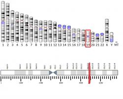 Lidský gen APOE , je umístěn na devatenáctém chromozomu. Skládá se ze čtyř exonů a třech intronů. Jeho lokalizace na delším z ramen chromozomu je vyznačena červeně na spodním obrázku.