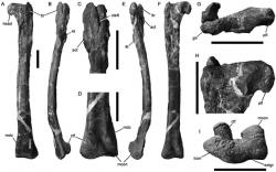 Holotyp druhu Timimus hermani v podobě levé stehenní kosti. Fosilie byla objevena v sedimentech souvrství Eumeralla a její geologické stáří tedy činí zhruba 110 milionů let. Je možné, že se jedná o prvního a dosud jediného známého tyranosauroida z oblastí někdejšího superkontinentu Gondwana. Kredit: Benson, R. B. J. et al., PLoS ONE; Wikipedie (CC BY 2.5)