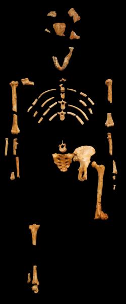 Ostatky nejznámějšího a vzorového zástupce australopitéků Lucy (Australopithecus afarensis). Museum national d'histoire naturelle.