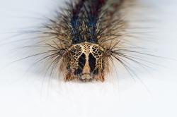 Sahat na housenky Lymantria dispar alias gypsy moth, je neradno. Jejich chloupky se odlamují a vyvolávají alergické reakce. Kredit: Didier Descouens, CC BY-SA 4.0.