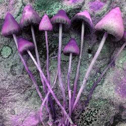 Prosadí se psilocybin v léčbě depresí? Kredit: Scienceman71 / Wikimedia Commons.