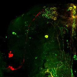 Peptid, který samečci injikují svým vyvoleným jim ovlivní fungování vnitřních hodin. K modulaci cirkadiálního rytmu dojde působením peptidu na neurony ppk+, které kontaktují neurony pdf+, zodpovědné za zvýšení fyzické aktivity před úsvitem. Kredit: Riva et al., 2022, PLOS Genetics , CC-BY 4.0 (creativecommons.org/licenses/by/4.0/)