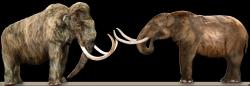 Porovnání mamuta s mastodontem (Vpravo). Kredit: Dantheman9758, Wikipedia, CC BY-SA 3.0