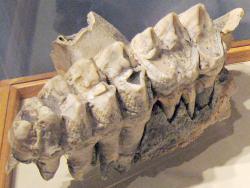Fosilní stolička druhu M. americanum, s dobře patrnou strukturou svého povrchu, který dal tomuto živočichovi jeho původní rodové jméno. Výběžky zubní plochy totiž vzdáleně připomínají prsní bradavky. Kredit: Jstuby, Wikipedie (volné dílo)