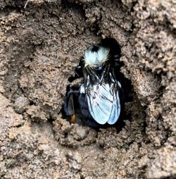 Matka čmeláka východního (Bombus impatiens). Kredit: Sabrina Rondeau, University of Guelph.