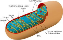 Mitochondrie, nejspíš potomek alphaproteobakterií příbuzných dnešním rickettsiím. Dnes jsou z nich semiautonomní organely s vlastní DNA a vlastními geny. Kredit: Autorka: Mariana Ruiz, volné dílo.