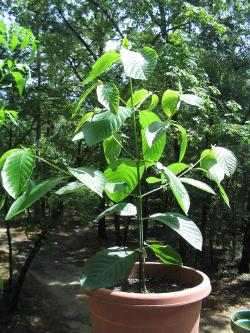 Sazenice stromu Mitragyna speciosa. Milovníci kratomového opojení říkají, že Mitragyna speciosa je bezpečnější než jiné zdroje opiátů. Závislí na opiátech k tomu dodávají, že skvěle pomáhá při odvykání. Moderní poznatky o fungování receptorů jim dávají do určité míry za pravdu. Kredit: Wikimedia Commons CC BY-SA 3.0