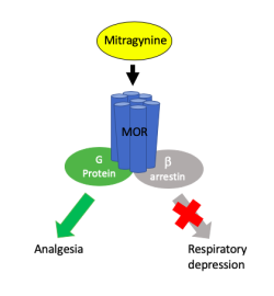 Alkaloidy kratomu jsou výjimeční přirození zástupci biased agonistů opiátového receptoru mí. Vazba mitragyninu na receptor přednostně aktivuje signalizaci závislou na G proteinu, která se projeví potlačením bolesti a euforií. Naopak u tohoto opiátu není tak výrazný útlum dechové činnosti, protože nechává beta-arrestin na pokoji. Neměla by rovněž vznikat tolerance k účinku alkaloidu. Kredit: Wikimedia Commons CC BY-SA 4.0