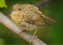 Mladá, letos vyvedená červenka připomíná své úhledné rodiče snad jen stejně velikým okem Kredit: ČSO, foto: Martin Pelánek (phototrip.cz)  https://bigfiles.birdlife.cz/PS_2016-01.pdf