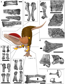 Množství kosterních patologií a abnormalit bylo zjištěno také u typového exempláře raně jurského severoamerického teropoda druhu Dilophosaurus wetherilli. Dokládají jak množství zranění, tak i přítomnost různých onemocnění, která tento predátor za svůj život prodělal. Kredit: Walters, L. et al.; Wikipedia (CC BY 2.5)