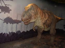 Tyrannosaurus - tyranský ještěr, pochází ze starořeckého "tyrannos - "krutovládce". Rex má pro změnu základ v latině a znamená "král". Model na obrázku je z Britského přírodovědeckého muzea v Londýně. (Kredit: Vladimír Socha, CC BY-SA 4.0).