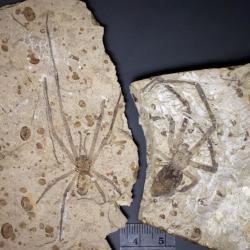 Dva známé exempláře druhu Mongolarachne jurassica, zachované v sopečných sedimentech z období střední jury. Před 164 miliony let se tito pavouci nejspíš živili hmyzem, který uvízl v jejich sítích. Kredit: Paul A. Selden, Wikipedie (CC BY-SA 3.0)