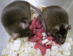 Potomstvo myší pocházející počaté z lyofilizovaných spermií. Po dosažení dospělosti nejevily myšky známky neduhů a i jejich plodnost byla normální. Kredit: Daewoo Ito, Yamanashi University.