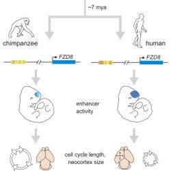 Modrá: Gen nazvaný FZD8 je odpovědný za spuštění tvorby mozku v raném embryonáoním vývoji. Žlutá: Krátký úsek DNA umístěný v sousedství genu ovlivňuje jeho aktivitu (enhancer). Příčné červené proužky vyjadřují nepatrné odlišnosti v sekvenci nukleotidů, kterými se tato oblast u lidí a šimpanzů liší. Nepatrné rozdíly  mají ale na funkci genu výrazný vliv. Růžová: Výsledkem působení enhanceru je zkrácení buněčného cyklu, čímž se za stejnou dobu v lidském mozku buňky dávající základ vzniku mozkové oblasti zvané neokortex, pomnoží vícekrát.  (Kredit: Boyd et al.,Durham University 2015)