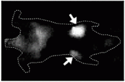 Snímek lokalizující nádor pomocí fluorescence indukované světlem blízkého infračerveného spektra. Kredit: University of Michigan.