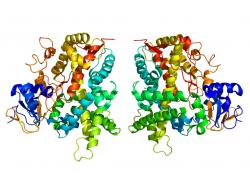 Cytochrom P450 2E1 je proteinová molekula oxidázového systému (enzym), rozkládající celou řadu toxických látek. U nás, lidí, dostane zabrat na Silvestra, kdy po boku alkoholdehydrogenázy se bude snažit aby se nám před očima neproducírovaly bílé myšky.