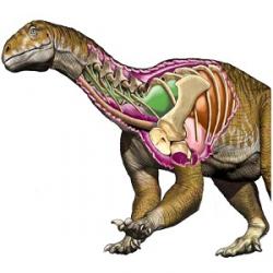 Rekonstrukce vzezření druhu Ingentia prima i s poodhaleným pohledem na jeho vnitřní anatomii. Již na první pohled šlo o sauropoda poněkud odlišných proporcí, než které známe u pozdějších „klasických“ sauropodů. Jednalo se možná o vůbec prvního suchozemského živočicha, jehož tělesná hmotnost přesáhla 10 metrických tun. Kredit: Jorge A. González