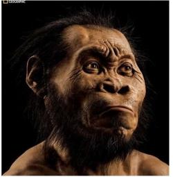 National Geographic (October 2015) zveřejňuje rekonstrukci tváře Homo naledi od Johna Gurche ze studia Trumansburg, N.Y.  (Mark Thiessen/National Geographic via AP, převzato z Physorg.