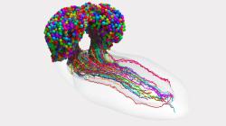 Kompletní mapa mozku larvy octomilky. Kredit: Johns Hopkins University.