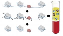 Vlákno DNA tvoří smyčky okolo proteinových bubínků a této struktuře říkáme nukleozomy (šedě). DNA uvolněné z rozpadlých buněk enzymy rozstříhají v místech snadno přístupných – mezi nukleozomy. Výsledek porcování na fragmenty je do jisté míry specifický a chybějící kusy DNA u rakovin se projeví nepoměrem charakteristických vzorů. Kredit: Shendure Lab / University of Washington