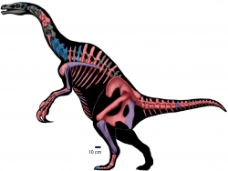 Přibližný tvar těla a dochované kosterní části obou známých druhů rodu Nothronychus. Tito středně velcí severoameričtí terizinosauři žili v době před 92 až 91 miliony let, byli převážně býložraví a sdružovali se možná do menších stád. Kredit: Brandon P. Hedrick, Lindsay E. Zanno, Douglas G. Wolfe & Peter Dodson (2015); Wikipedia (CC BY 4.0).