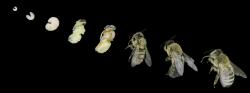 Vývojové štádia včely Apis mellifera (larva 1-dňová, 3-dňová, 6-dňová, kukla biela, kukla čierna, včela mladuška, trúd, dospelá včela). Foto: Jaroslav Havlík, Ondrej Hronec