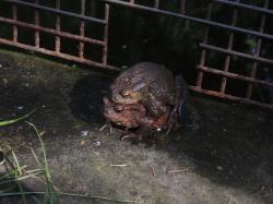 Vzácná archivní fotografie ropuchy zelené (Bufo viridis). Kredit: TM.