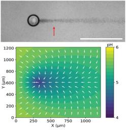 Horní obrázek: zorného pole mikroskopu s kuličkou kutálející se po nakloněném dně skleněné nádobky s koloidním roztokem speciálního inkoustu, jenž se koncentruje v její stopě. Měřítko: 200 µm. Dolní obrázek: model gradientu pH u dna nádobky, po němž se „iontoměnící“ kulička pohybuje. Tím, že snižuje ve svém okolí pH, přitahuje k sobě částečky inkoustu, jež pak zviditelňuje její dráhu. Kredit: N. Möller et al., Writing in Water, Small, 21. August 2023, DOI - upraveno