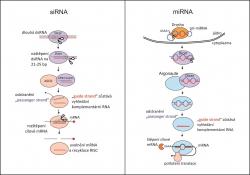 RNA interference - obranný mechanismus buňky proti cizorodé (hlavně virové) RNA nebo k posttranskripční regulaci vlastních genů. Obrázek podle Jinek a Doudna (2009) Nature 457: 405-12. doi: 10.1038/nature07755.